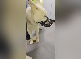Moon - schneeweißer Husky