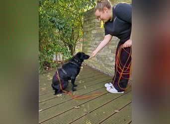 Herzenshund Csibi in Bochum sucht ein Zuhause