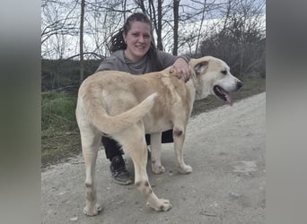 Thor ein Prachtexemplar