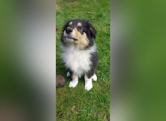 Collie-Langhaar Welpen aus VDH Liebhaberzucht