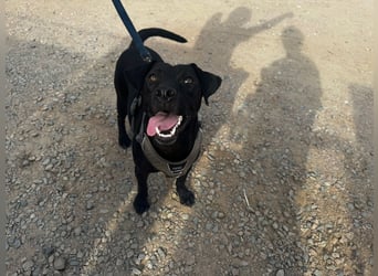 Lucignolo: der beste Freund für deinen Hund