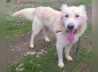Falcon - junger beeindruckender feiner Hundemann