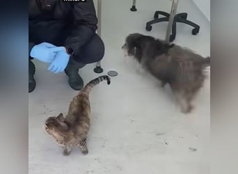 Beard - freundlicher, lieber, katzenverträglicher Rauhaardackel-Mix Rüde / z.Zt. noch in Rumänien