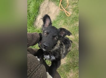 Laroche - Dein neuer bester Hundekumpel (32051 Herford)