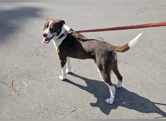 Cayo, 5 Jahre, sucht kompetentes Zuhause