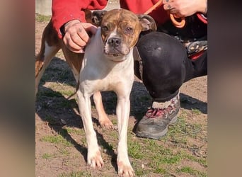DAPHNE, süßer Boxer-Mix, sucht ihr Zuhause