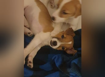 Rüde Braun Weiß Parson Russell Terrier Welpen Bild und Video neu
