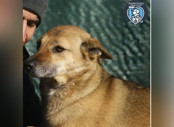 Rocco sucht ein Zuhause