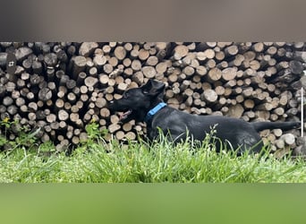 1 Labrador Retriever Weibchen Welpe mit Ahnenpass, Eltern HD, ED, PL, OCD, Augen und Genetisch frei