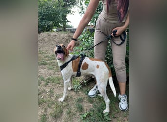 Djole - unser Traum auf vier Pfoten