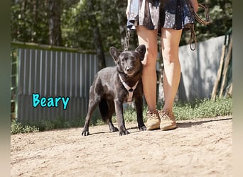 Beary geb. 01/2020 - sanfter und ruhiger kleiner Schatz sucht ruhiges Zuhause!