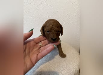 Kleine Toy Pudel rot braun (asiatische Linie)