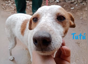 Tutú 08/2023 (ESP) - entspannter, verschmuster und ruhiger Bodeguero Mischling!