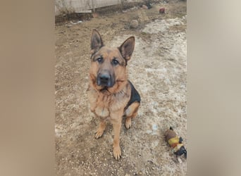 Goran dt. Schäferhund Rüde ca. 4,5 Jahre alt z.Zt. in Ungarn