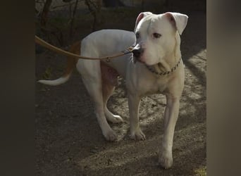 Murphy-DG, Dickkopf sucht Paten!