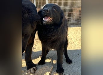 GORDI❤️liebes, verschmustes kroat. Schäferhund-Mix-Mädel