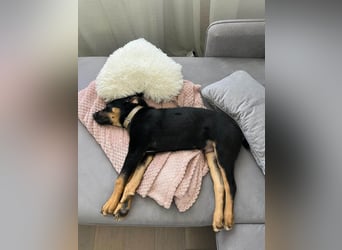 Hübscher Nadir sucht liebe Familie