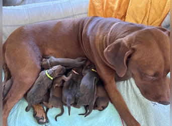 Rhodesian Ridgeback Welpen *livernose* 19./20.Mai2025