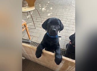 1 Labrador Retriever Weibchen Welpe mit Ahnenpass, Eltern HD, ED, PL, OCD, Augen und Genetisch frei