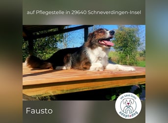 Fausto: sucht ein erfahrenes Zuhause in 29640 Schneverdingen/D