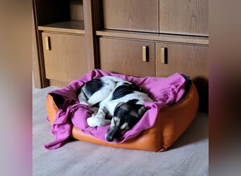 Hübsche Bella sucht ein Zuhause
