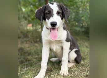HARRY - Lebhafter Border Collie Mix sucht aktive Familie