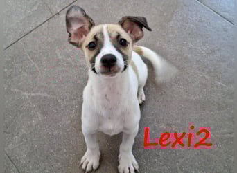 Lexi2 geb. 04/2025 (GRC) - verspielte, zuckersüße kleine Welpin!