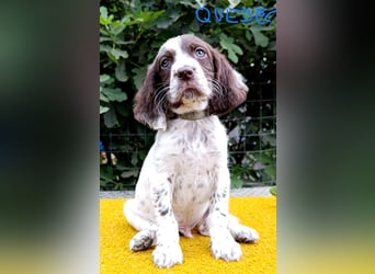 English setter Welpen (3 Rüden, 2 Hündinnen)
