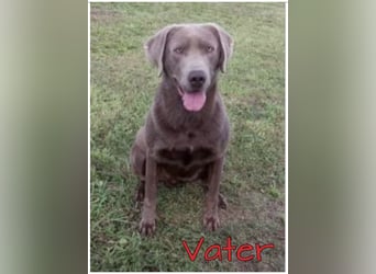 Labrador Welpen in der Farbe Silber mit Ahnentafel!