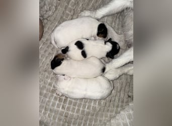 Jack Russell Terrier Welpen mit Papieren