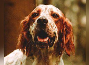 Lieber Setter ♥Luca♥ in 84513 Töging