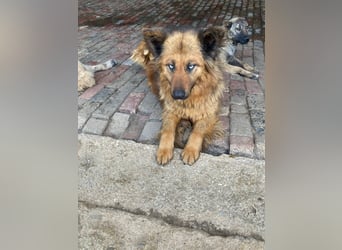Boncuk sucht ein zu Hause