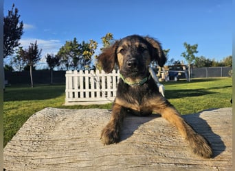 KAIKO ❤️ süüüüßer Wuschel, Pflegefamilie Kevelaer