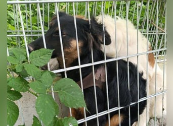 Kleine, schüchterne Vaiana = sucht Liebe und Treue