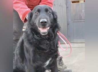 Medo ein Traumhund