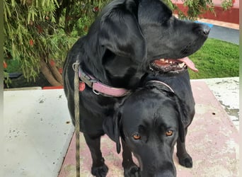 Labradorpuppies mit Papieren suchen ab Mitte Juli ein neues Zuhause