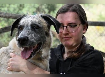 Sapphire (Spanien) - superfreundliche Mischlingshündin