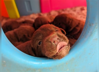 Aussiedor ,labrador,Australian shepherd  ,mit augenuntersuchung