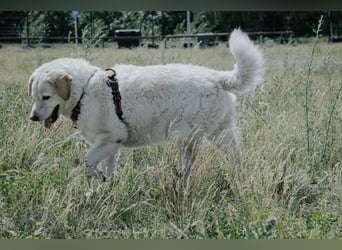 Bailey, unkomplizierter Senior, ca. 9 Jahre *in 13507 Berlin*