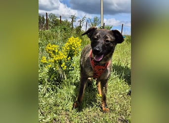 Liebe Nala sucht eine neue Familie