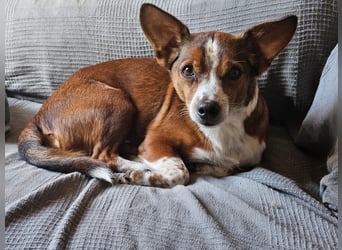 witziger, kleiner Kerl "Percy"