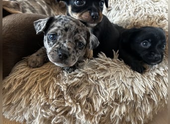 Chihuahua mix Welpen
