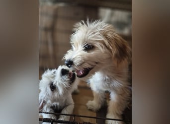 Romina - Havaneser-Mischling, zuckersüße & liebe Hündin, 4 Monate, Tierschutz