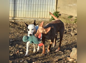 BARNABY-bei Anblick - LIEBE- hier wartet ein Seelenhund auf seine liebevolle Familie