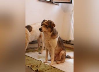 TIMENTES, Hündin, 6 Jahre, 48 cm, Mischling, Tierschutz