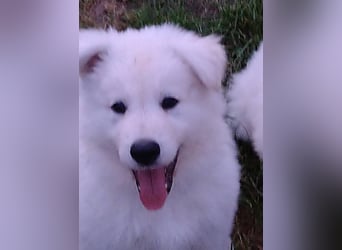 Weiße Schäferhund - Welpen für Familie, Sport und Show