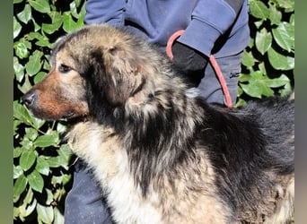 Cherubino - NOTFALL - sucht einen Für-immer-Freund