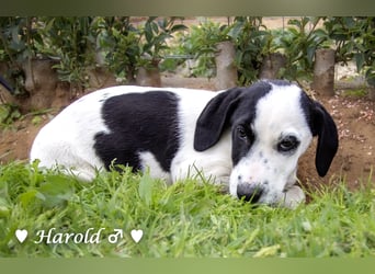 Holly, Hank, Harold und Herbie suchen ab sofort ein Zuhause