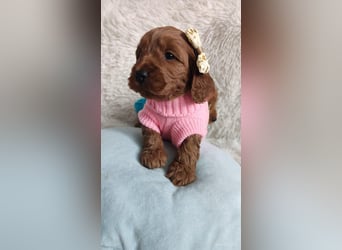 Wunderschöne Cockapoo-Welpen