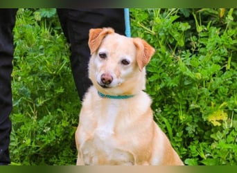 Alva, Mix Dackel / Pinscher, lieb und verträglich